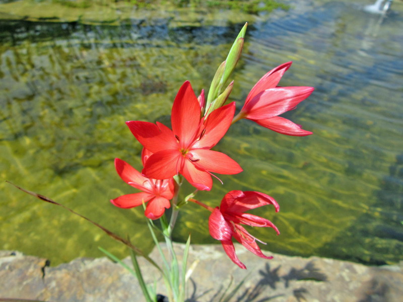 Spaltgriffel rot - Schizostylis coccinea